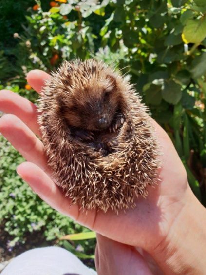 Tierkommunikation Erben