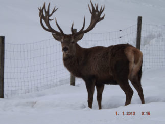 Rotwild Irmgard 27.01 (9)